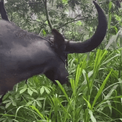 A Water Buffalo With Long Horns Is Eating Grass In The Woods GIF