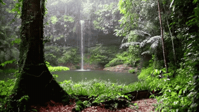 A Waterfall In The Middle Of A Forest GIF