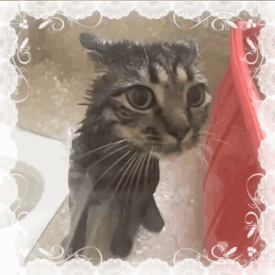 A Wet Cat In A Bathtub With A Red Towel Behind It GIF