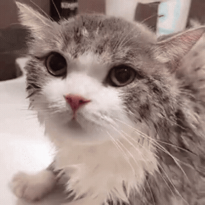 A Wet Cat Is Sitting On A Table Looking At The Camera . GIF