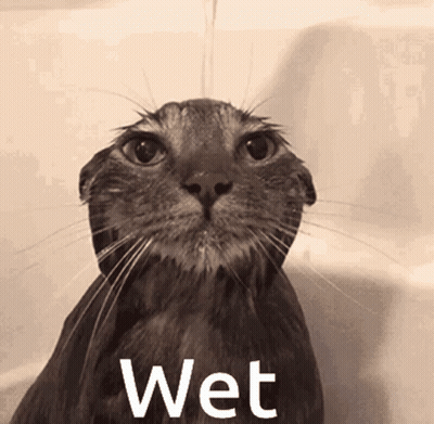 A Wet Cat Is Taking A Bath In A Bathtub With The Word Wet Written Below It GIF