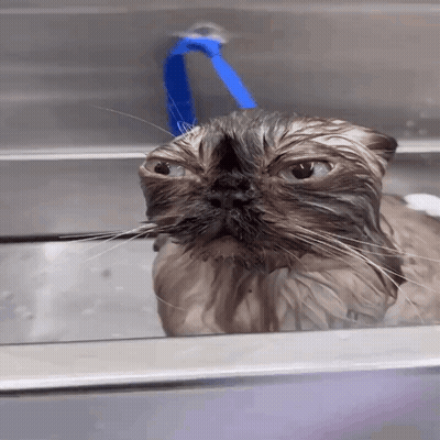 A Wet Cat With A Blue Hose Hanging From Its Head GIF