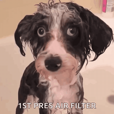 A Wet Dog Is Looking At The Camera With The Words " 1St Pres Air Filter " Above It GIF