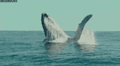 A Whale Is Jumping Out Of The Ocean With Its Tail Visible GIF