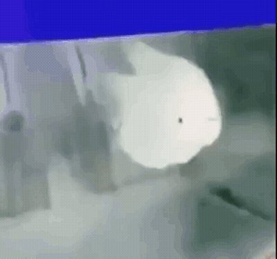 A Whale Is Swimming In A Tank Of Water . GIF