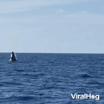 A Whale Is Swimming In The Ocean With The Words Viralhog In The Lower Right Corner GIF