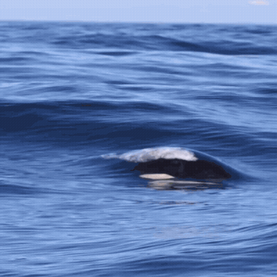 A Whale Is Swimming In The Ocean With Waves Crashing On It GIF