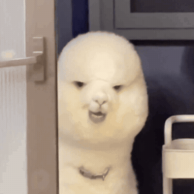 A White Alpaca Is Standing Next To A White Shelf And Looking At The Camera . GIF