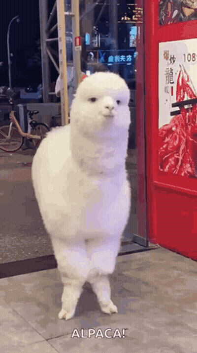 A White Alpaca Is Walking In Front Of A Red Sign That Says Alpaca GIF
