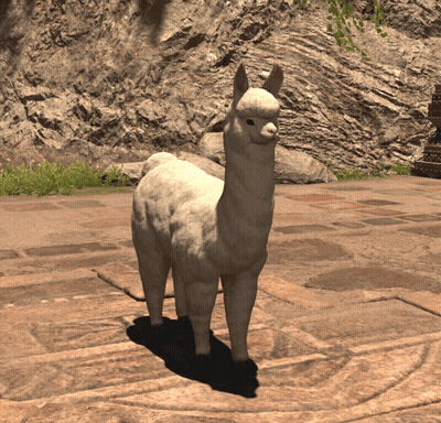 A White Alpaca Standing On A Stone Floor GIF