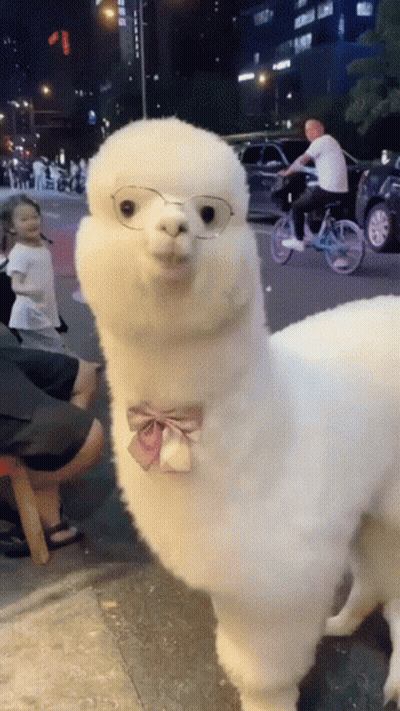 A White Alpaca Wearing Glasses And A Bow Tie Looks At The Camera GIF