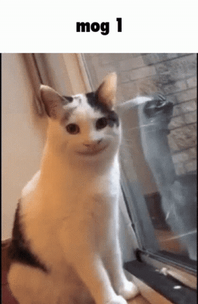 A White And Black Cat Is Sitting In Front Of A Window With A Funny Face . GIF