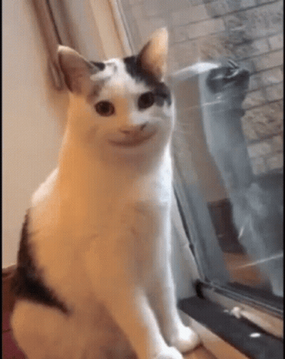 A White And Black Cat Is Sitting On A Window Sill Looking Out The Window . GIF