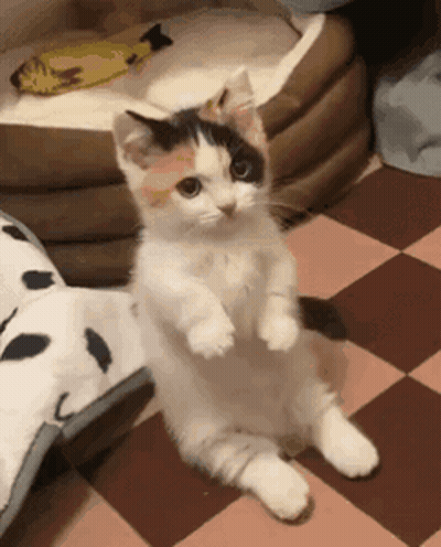 A White And Black Cat Standing On Its Hind Legs On A Checkered Floor GIF