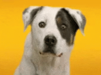 A White And Black Dog Is Sitting In Front Of A Yellow Background . GIF