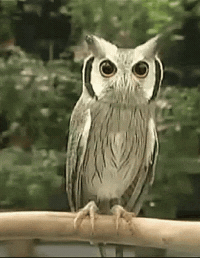 A White And Black Owl Is Perched On A Branch GIF