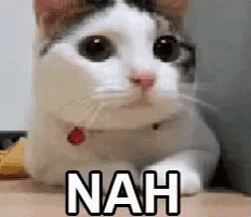 A White And Brown Cat Is Laying On A Person 'S Lap With The Word Nah Written On It . GIF