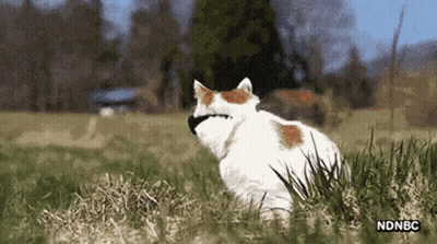 A White And Brown Cat Is Sitting In The Grass . GIF