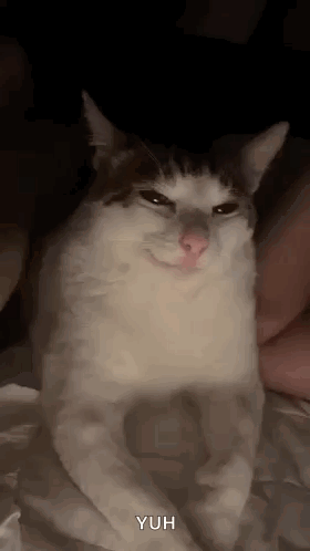 A White And Brown Cat Is Sitting On A Bed And Making A Face . GIF