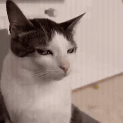 A White And Brown Cat Is Sitting On A Couch Looking At The Camera . GIF