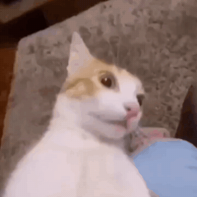 A White And Brown Cat Is Sitting On A Couch With Its Mouth Open . GIF