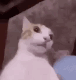 A White And Brown Cat Is Sitting On A Couch With Its Mouth Open . GIF
