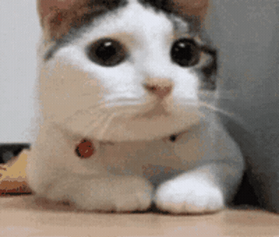 A White And Brown Cat With A Red Collar Is Laying Down On A Table . GIF