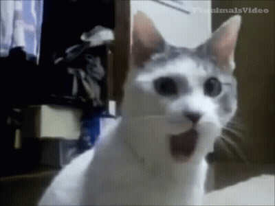A White And Gray Cat Is Sitting On A Bed With Its Mouth Open And Looking At The Camera . GIF