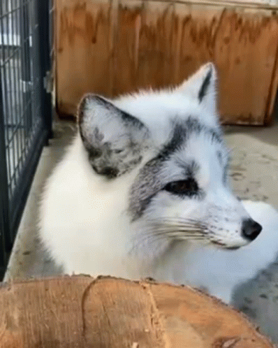 A White And Gray Fox Is Sitting On A Log . GIF