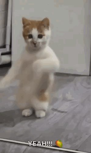 A White And Orange Cat Is Dancing With Its Arms Outstretched And Says Yeah !!! GIF