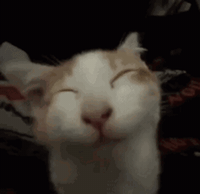 A White And Orange Cat Is Smiling With Its Eyes Closed . GIF