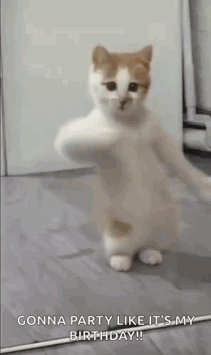 A White And Orange Cat Is Standing On Its Hind Legs In A Room . GIF