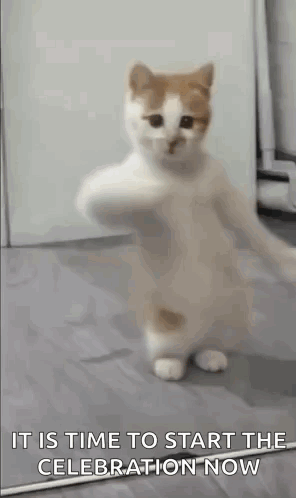 A White And Orange Cat Is Standing On Its Hind Legs On A Tiled Floor . GIF