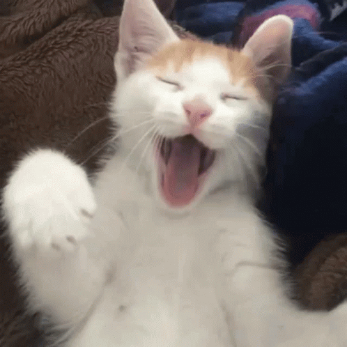 A White And Orange Cat Is Yawning On A Bed . GIF
