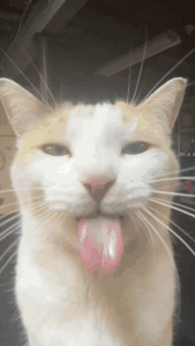 A White And Orange Cat Sticking Its Tongue Out GIF