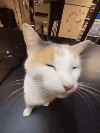A White And Orange Cat With Its Eyes Closed GIF