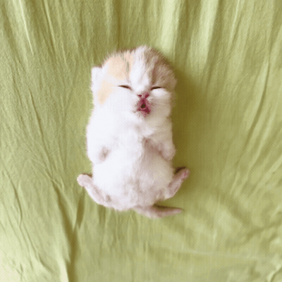 A White And Orange Kitten Is Laying On Its Back On A Green Blanket GIF