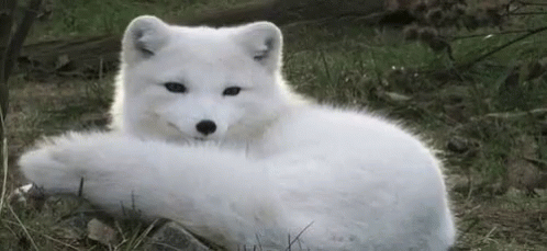 A White Arctic Fox Is Laying Down In The Grass And Looking At The Camera . GIF