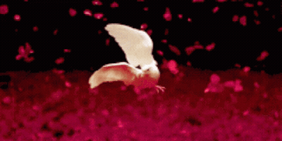 A White Bird Flies Over A Field Of Red Petals GIF