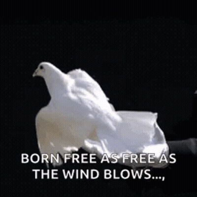 A White Bird Is Flying In The Air With The Words Born Free As Free As The Wind Blows GIF
