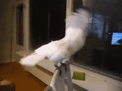 A White Bird Is Perched On A Person 'S Arm GIF