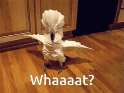 A White Bird Is Standing On A Wooden Floor With The Words Whaaaat Written Below It GIF