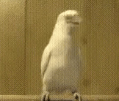 A White Bird Is Standing On Its Hind Legs On A Ledge . GIF