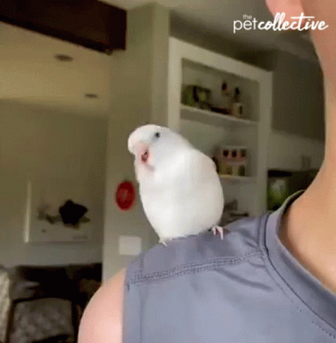 A White Bird Perched On A Man 'S Shoulder With The Pet Collective Written On The Bottom GIF