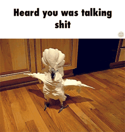 White Bird Standing On Floor Saying Heard You Was Talking Shit GIF