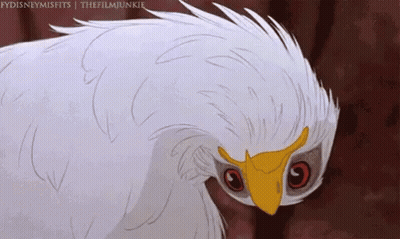 A White Bird With A Yellow Beak Is Looking At The Camera . GIF