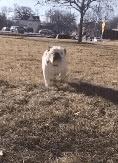 A White Bulldog Is Walking In A Field Of Dry Grass . GIF