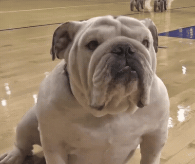 A White Bulldog Sitting On A Basketball Court Looking Up At The Camera GIF