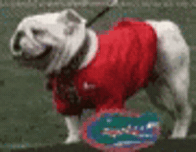 A White Bulldog Wearing A Red Shirt Is Standing On A Grassy Field . GIF