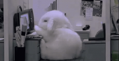 A White Bunny Rabbit Is Sitting On A Desk In Front Of A Computer . GIF